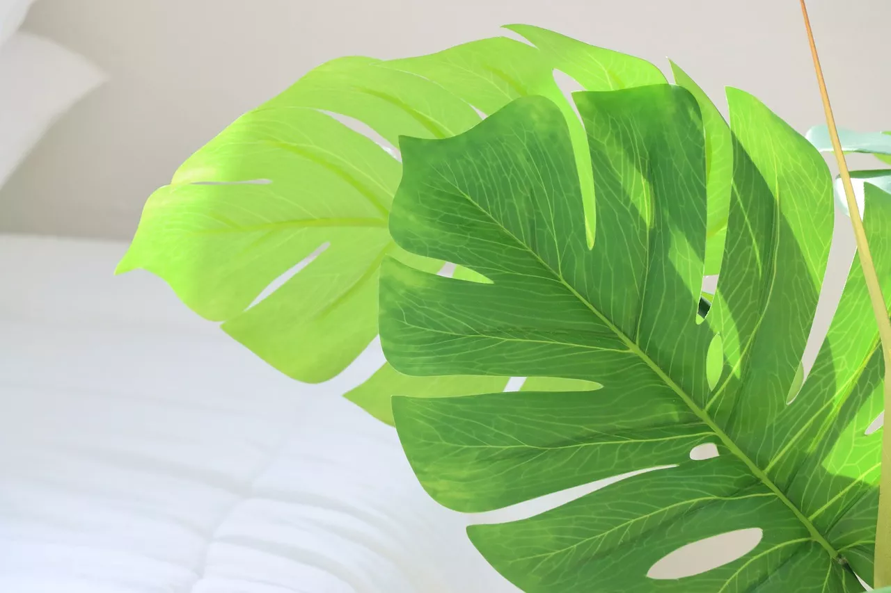 サトイモ科の観葉植物おすすめ10選 育て方は ポトス モンステラなど人気植物も ランク王