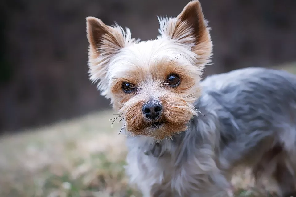 わがまま 病気の心配も 食いつきが悪い犬も喜ぶおすすめドッグフード10選 対処法 ランク王