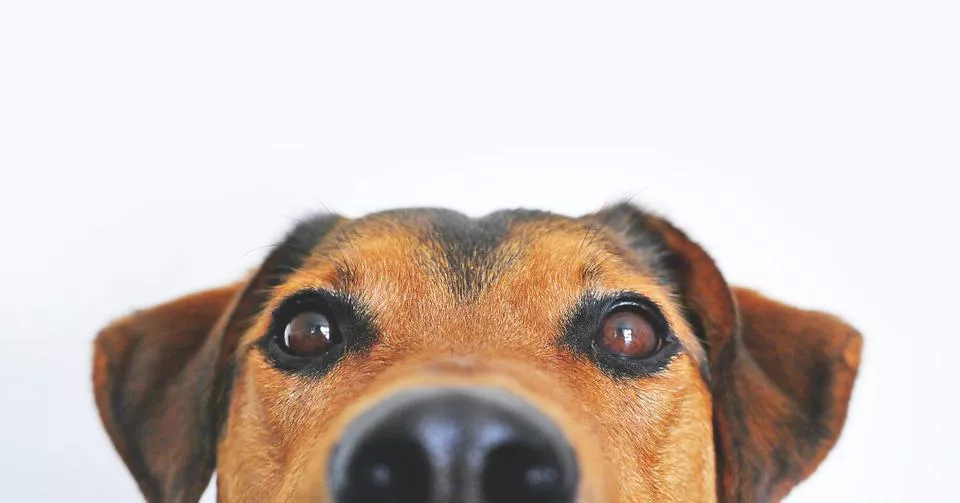 わがまま 病気の心配も 食いつきが悪い犬も喜ぶおすすめドッグフード10選 対処法 ランク王